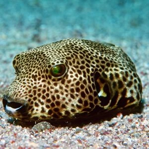 Starry pufferfish