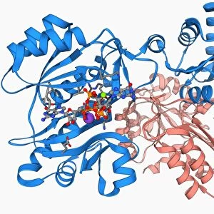 Succinyl-CoA synthetase enzyme F006 / 9592