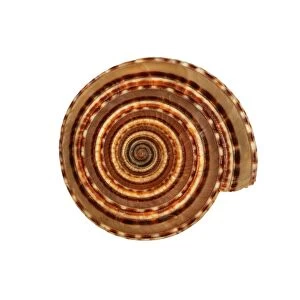 Sundial sea snail shell C019 / 1289