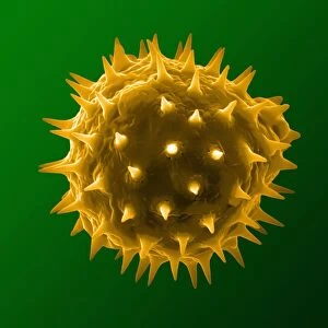 Sunflower pollen grain, SEM C018 / 0310
