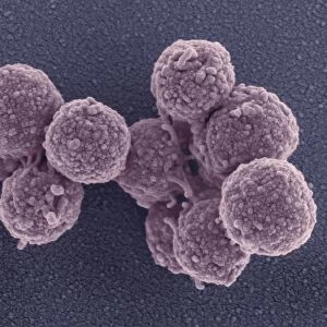 Synthetic Mycoplasma bacteria, SEM C013 / 4777