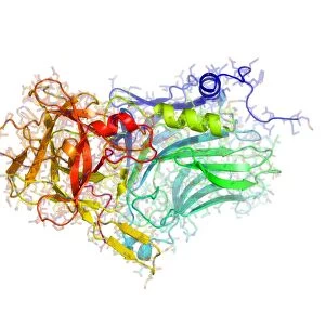 Tetanus toxin C-fragment structure
