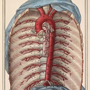 Thoracic aorta, 1825 artwork