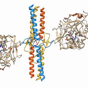 Thrombin complexed with fibrinogen F006 / 9561