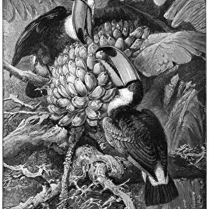 Toucans eating fruit, 19th century