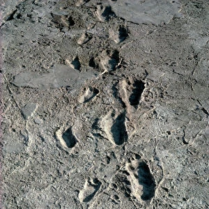 Trail of Laetoli footprints