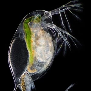 Water flea giving birth