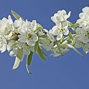 Weeping pear blossom (Pyrus salicifolia)