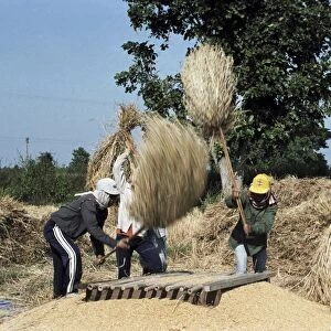 Wheat threshing