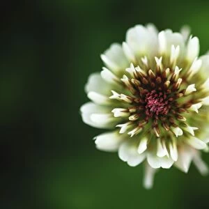 White clover inflorescence C017 / 7173