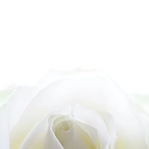 White rose (Rosa sp. )