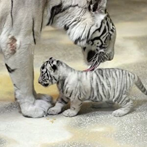 White tiger mother and cub C017 / 8287