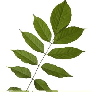 Wisteria sinensis leaves C014 / 0703