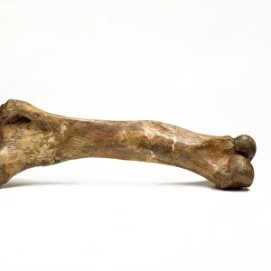 Woolly mammoth, fossil thigh bone C016 / 5025