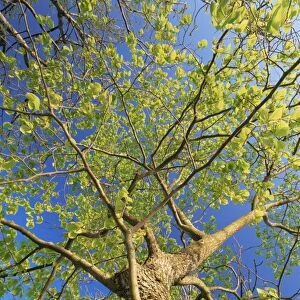 Wych elm tree (Ulmus glabra)