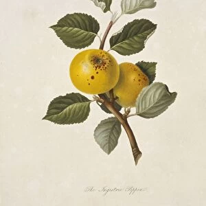 Yellow Ingestrie Pippin Apple (1818) C016 / 5461
