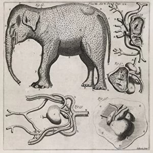 Zoological illustrations, 18th century