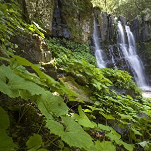 Acquatic plants at Dardagna waterfalls in summer, Parco Regionale del Corno alle Scale