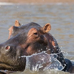 Adult hippopotamus (Hippopotamus amphibius), bathing in Lake Kariba, Zimbabwe, Africa