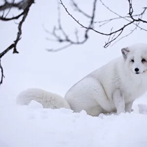 Arctic fox (Vulpes lagopus), Polar Park, Troms, Norway, Scandinavia, Europe
