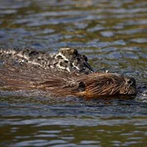 Beaver (Castor canadensis) swimming with food, Denali National Park and Preserve
