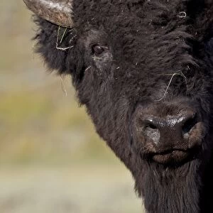 Bison (Bison bison) bull, Yellowstone National Park, Wyoming, United States of America, North America