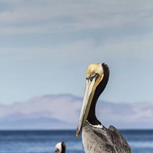 Brown pelican (Pelecanus occidentalis) portrait at Isla Angel de la Guarda, Baja California, Mexico, North America