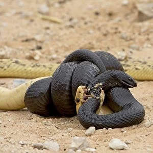Cape cobra (Naja nivea) and mole snake (Pseudaspis cana) fighting