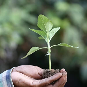 Close-up of farmers hand holding seedling, Ba Ria, Vietnam, Indochina, Southeast