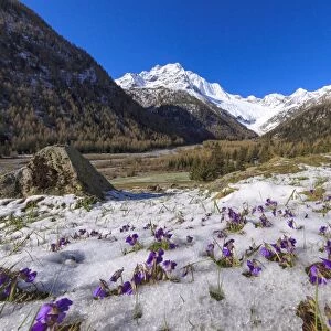 Colorful flowers on the grass covered by snow during the spring thaw, Chiareggio