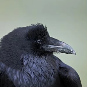 Common Raven (Corvus corax), Yellowstone National Park, Wyoming, United States of America