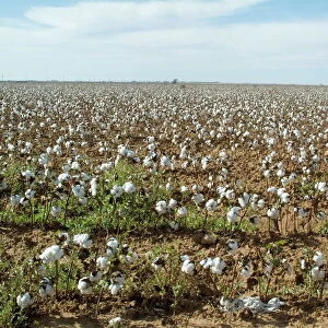Cotton, Texas