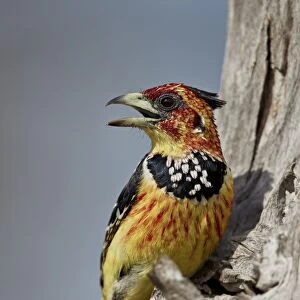 Crested barbet (Trachyphonus vaillantii), Selous Game Reserve, Tanzania, East Africa