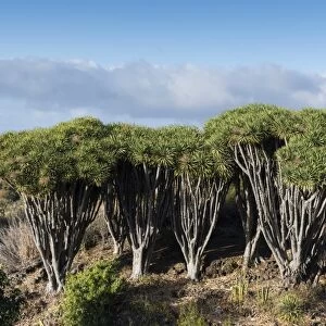 Dragon trees (Dracaena draco), La Palma Island, Canary Islands, Spain, Europe