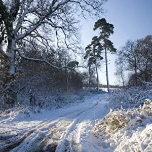 Farm track after snow, Dormansland, Surrey, England, United Kingdom, Europe