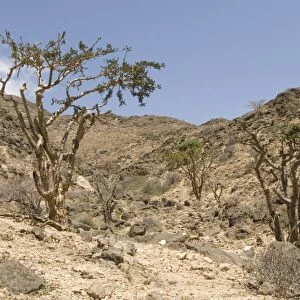 Frankincense trees growing wild on the limestone hillsides, Dhofar Mountains