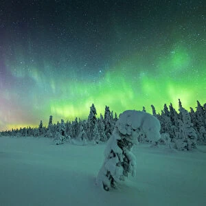Frozen spruce tree covered with snow lit by Northern Lights (Aurora Borealis) in winter, Iso Syote, Lapland, Finland, Europe