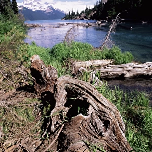 Garibaldi Provincial Park, British Columbia (B. C. ), Canada, North America