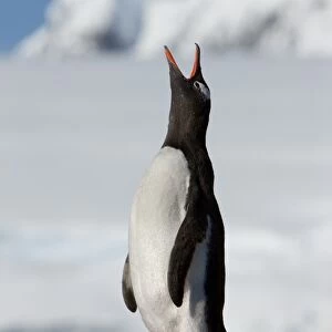 Gentoo penguin (Pygoscelis papua papua), Port Lockroy, Antarctic Peninsula