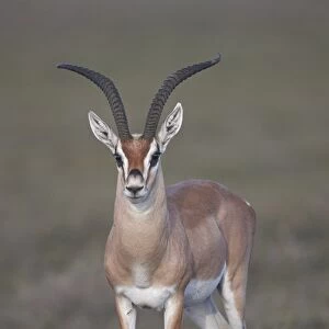 Grants Gazelle (Gazella granti) buck, Ngorongoro Conservation Area, Tanzania, East Africa