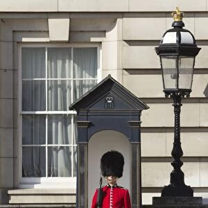Grenadier Guardsman outside Buckingham Palace, London, England, United Kingdom, Europe