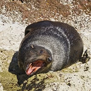 Guadalupe fur seal (Arctocephalus townsendi), Isla San Pedro Martir, Gulf of California (Sea of Cortez), Baja California, Mexico, North America
