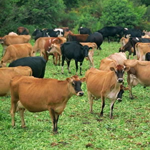 A herd of Friesian and Guernsey cattle grazing near Johanna, mid-way along the Great Ocean Road