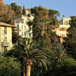 Hillside mansions amongst palms