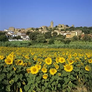 Hilltop village above sunflower field, Pals, Catalunya (Costa Brava), Spain, Europe