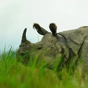 One horned rhinoceros in Kaziranga National Park, Assam, India, Asia