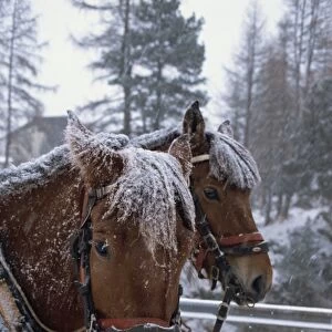 Horses pulling sleigh for sleigh rides to Pontressina in winter, Switzerland, Europe