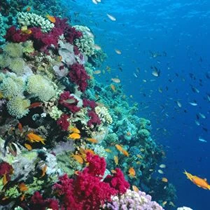Huge biodiversity in living coral reef, Red Sea, Egypt