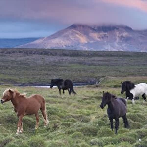 Icelandic horses, near Stykkisholmur, Snaefellsness peninsula, West Iceland