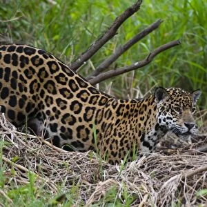 A jaguar (Panthera onca) moving through the grass, Cuiaba River, Pantanal, Mato Grosso